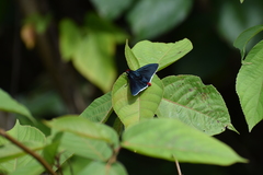 Pyrrhopyge phidias