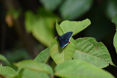 Pyrrhopyge phidias