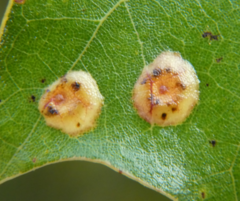 Polystepha pustuloides