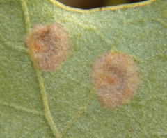 Polystepha pustuloides