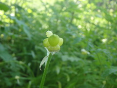 Allium paradoxum
