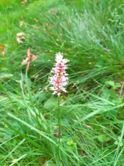 Bistorta officinalis