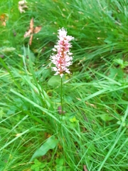 Bistorta officinalis