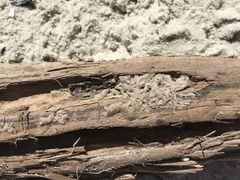 Phragmatopoma caudata