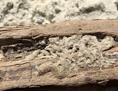 Phragmatopoma caudata