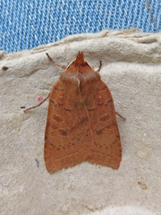 Epiglaea decliva