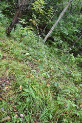 Artemisia stolonifera