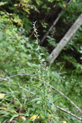 Artemisia stolonifera
