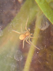 Philodromus rufus