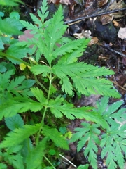 Chaerophyllum villarsii