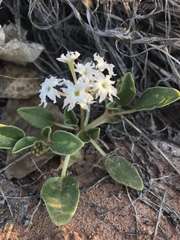 Tripterocalyx carneus