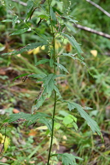 Artemisia stolonifera