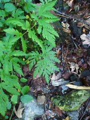 Chaerophyllum villarsii