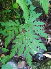 Chaerophyllum villarsii