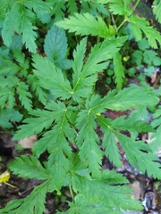 Chaerophyllum villarsii