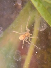 Philodromus rufus