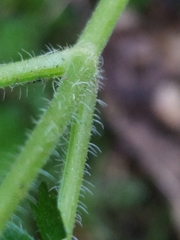 Chaerophyllum villarsii