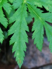 Chaerophyllum villarsii