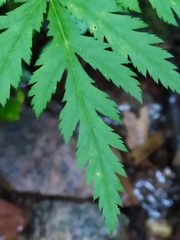 Chaerophyllum villarsii