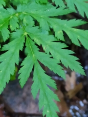 Chaerophyllum villarsii