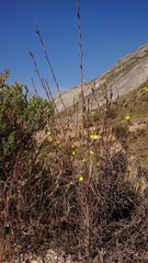 Odontites longiflorus