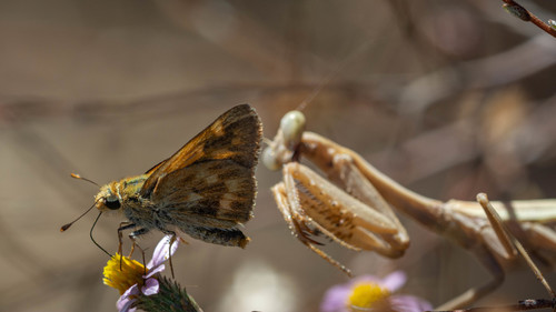Woodland Skipper, Lake Murray, San Diego, CA, USA, photo 7 of 10