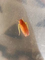 Gyponana gladia