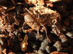Oligolophus