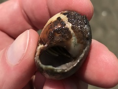 Clibanarius vittatus