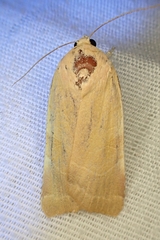 Noctua fimbriata