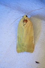 Noctua fimbriata