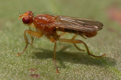 Norellisoma spinimanum