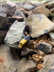 Chauliognathus heros