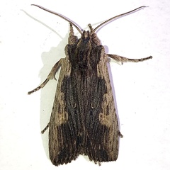 Lithophane signosa