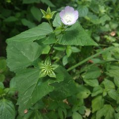 Anoda acerifolia