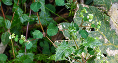 Colignonia