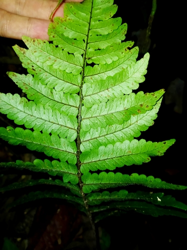 Fairybit Maiden Fern