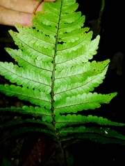 Fairybit Maiden Fern
