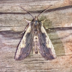 Lithophane signosa