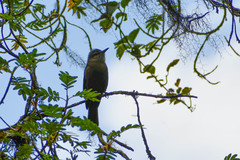 Myiotheretes fumigatus