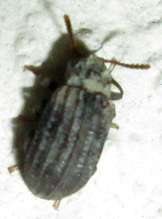 Paragonocnemis