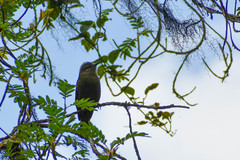 Myiotheretes fumigatus