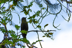 Myiotheretes fumigatus