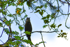 Myiotheretes fumigatus