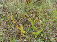Dactylorhiza purpurella