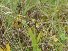 Dactylorhiza purpurella