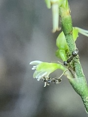 Formicoidea