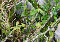 Baccharis genistelloides