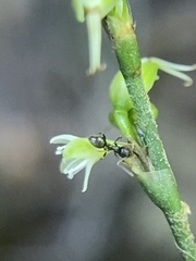 Formicoidea
