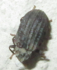 Paragonocnemis